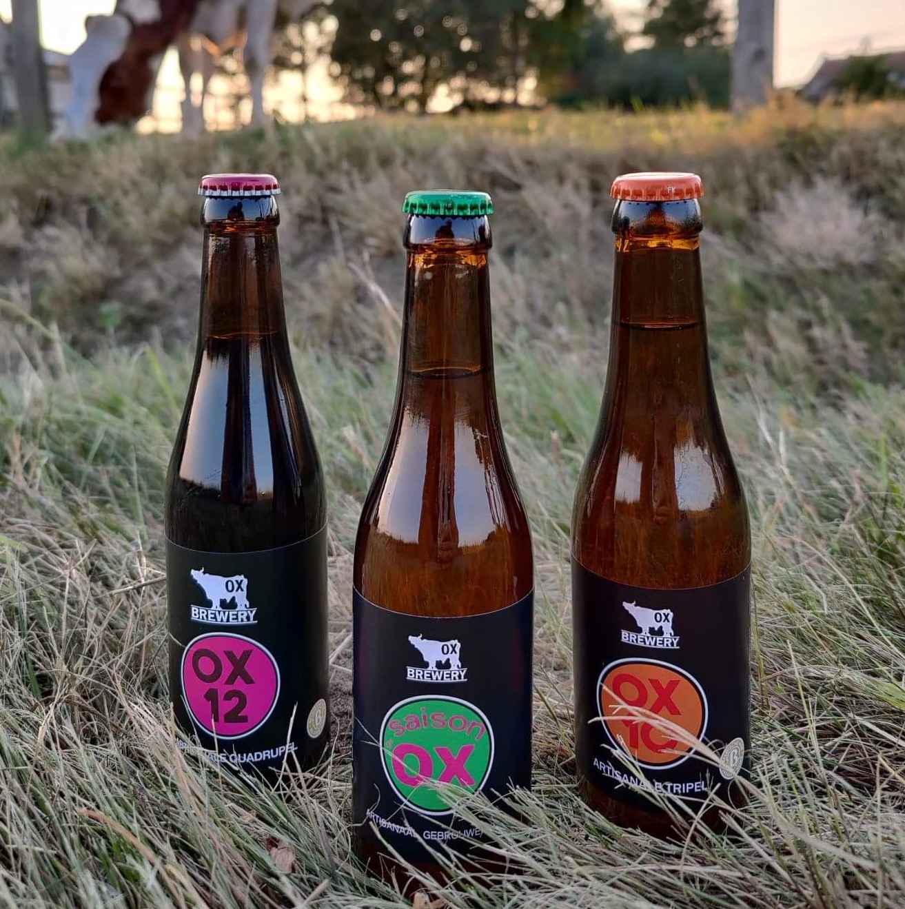 de brouwster neemt een staal van het artisanaal handgemaakt bier van oud recept